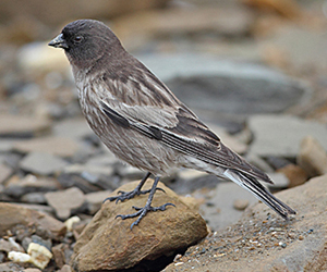 Арцны зангалай